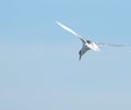 The tern is a busy bird as it flies over the shoreline looking for food