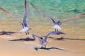 Terns taking off from Great Keppel Island Royalty Free Stock Photo