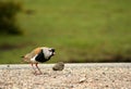 Tero bird ( southern lapwing ) Royalty Free Stock Photo
