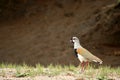 Tero bird ( southern lapwing ) Royalty Free Stock Photo