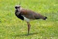 Tero (Uruguay's National Bird) Royalty Free Stock Photo