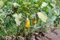 Terong Kuning or Yellow Eggplant (Solanum Indicum) Royalty Free Stock Photo