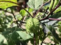 Teronh pungor is on of Indonesian fruit. Nature