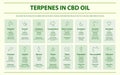 Terpenes in CBD Oil with Structural Formulas horizontal infographic Royalty Free Stock Photo