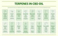 Terpenes in CBD Oil with Structural Formulas horizontal infographic