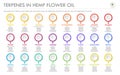 Terpenes in Hemp Flower Oil with Structural Formulas horizontal business infographic Royalty Free Stock Photo