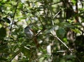 Terpsiphone bourbonnensis or Mascarene Paradise Flycatcher in the forest in Cilaos