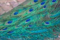 Terquoise Peacock feathers Royalty Free Stock Photo