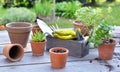 Terra cotta flower pots and plant on a wooden table with gardening equipment Royalty Free Stock Photo