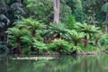 The Terra Nostra Garden on Sao Miguel island, Azores. Royalty Free Stock Photo