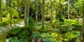 Terra Nostra Park in the Azores is a large botanical garden with a huge variety of plants and trees and with lakes, streams and a