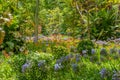 Terra Nostra Park in the Azores is a large botanical garden with a huge variety of plants and trees and with lakes, streams and a