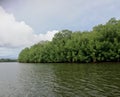 Terraba Sierpe national wetlands. Costa Rica