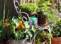 Terrace and balcony container gardening Royalty Free Stock Photo