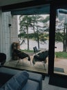 Terrace with chairs at country side house, waterfront vacation hotel. Royalty Free Stock Photo