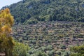 Terrace cultivation on the island of Mallorca, Spain. Royalty Free Stock Photo
