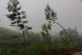 Terrace cultivation in mountains. Fresh green grass Royalty Free Stock Photo