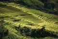 Terrace field rice on the harvest season
