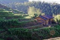 Hilly terraced field