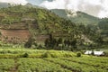 Terrace fields around Dieng plateu, Java, Indonesia Royalty Free Stock Photo