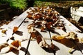 Rustic garden table made of wooden boards full of withered autumn leaves