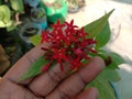 Pentas flower plant flowering in India terrace garden Royalty Free Stock Photo