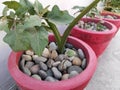 Terrace garden pot mulch with stone. It is used to retain soil moisture, regulate soil temperature.