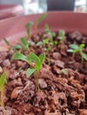 Terrace gardening coriander plants, small growing plants