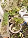 Terrace gardening , green veggies