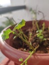 Terrace gardening of mint leafs