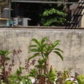 Terrace gardening series, Charkop, Mumbai