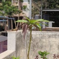 Terrace gardening series, Charkop, Mumbai