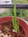 Terrace gardening of onion plants, small growing plants