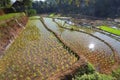 Terrace Green Paddy Fields, Portent of Good Harvest and Plant Management