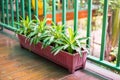 Terrace in home with little tree in pot Royalty Free Stock Photo