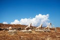 Terrace of the Lions in Delos, Greece