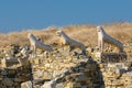 The Terrace of the Lions, Delos island, Greece