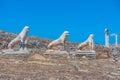 The terrace of the lions at Delos island in Greece Royalty Free Stock Photo