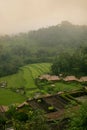 Terrace paddy field Royalty Free Stock Photo