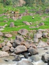 Terrace paddy field Among the rock Royalty Free Stock Photo