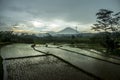 Terrace paddy fields on a rainy day with mountain background