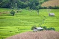 Terrace rice farm
