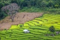 Terrace rice farm in Thailand