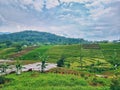 Terrace rice field area in Selotapak village