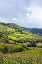 Terrace rice field on the hill