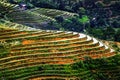 Terrace Rice field, Hoang Lien Son mountains, North of Vietnam