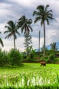 Terrace rice fields, Bali