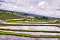 Terrace rice fields in Tegallalang, Ubud on Bali