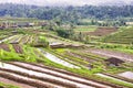 Terrace rice fields in Tegallalang, Ubud on Bali