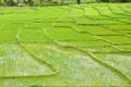 Terrace rice fields in Thailand.